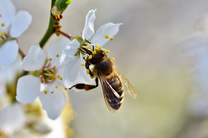 jardinerie-MENTON-min_bee-4092986